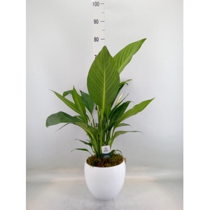 Spathiphyllum  'Bingo Cupido'