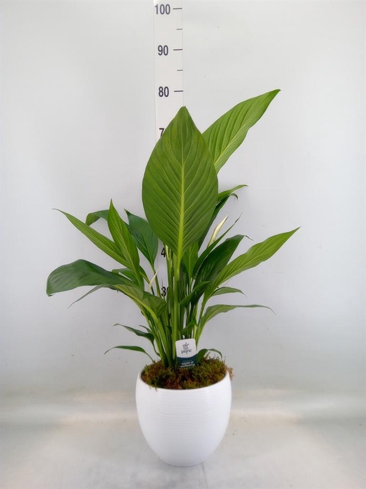 <h4>Spathiphyllum  'Bingo Cupido'</h4>
