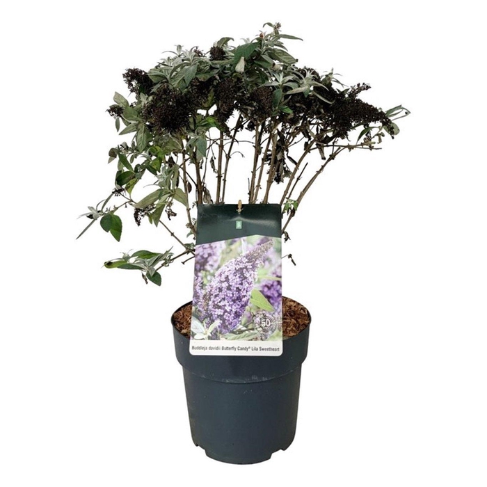 <h4>Buddleja d. B. Candy Lila Sweeth.</h4>