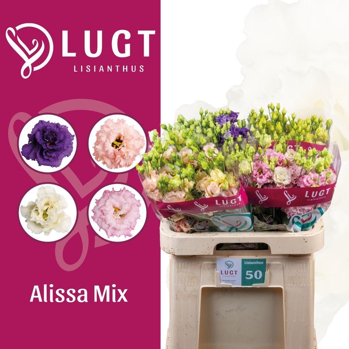 <h4>Lisianthus do alissa mix in bucket</h4>