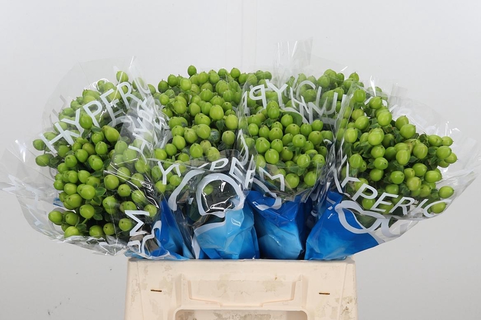 <h4>Hyp Coco Bamboo</h4>