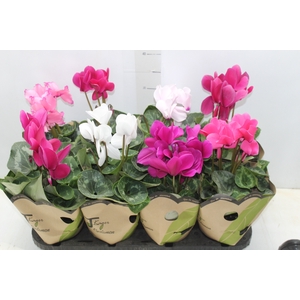 CYCLAMEN P14