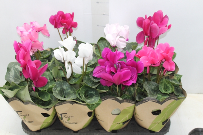 <h4>CYCLAMEN P14</h4>