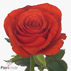 <h4>Rosa large mandy</h4>