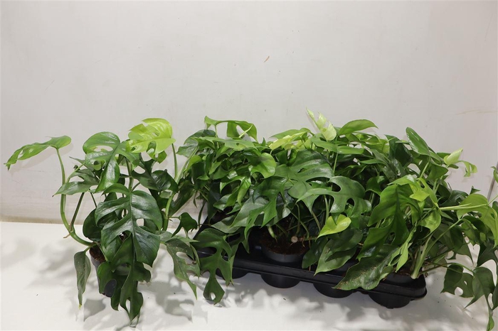 <h4>arr8 Monstera Ov</h4>