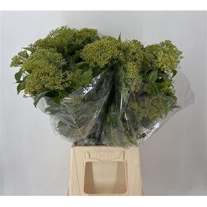 Pittosporum Rhombifolia Fiorito Verde