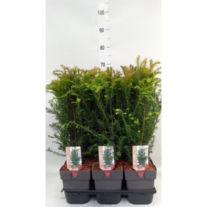 Taxus baccata