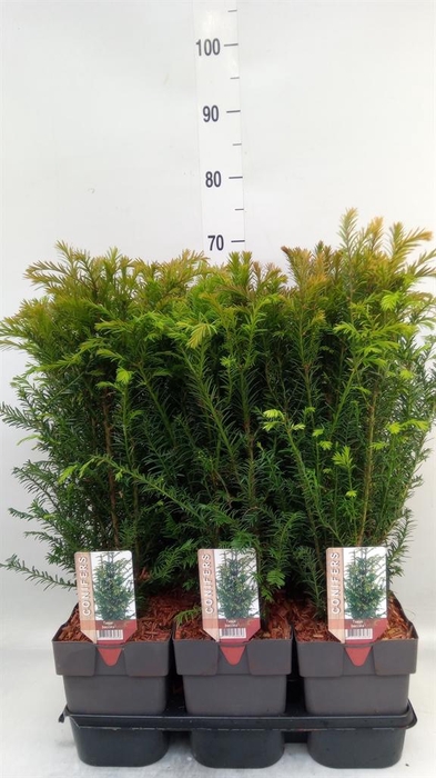 <h4>Taxus baccata</h4>