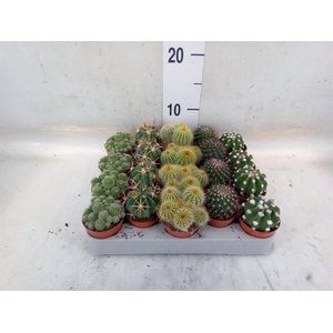 Cactus   ...mix
