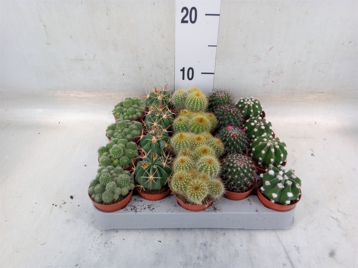 <h4>Cactus   ...mix</h4>