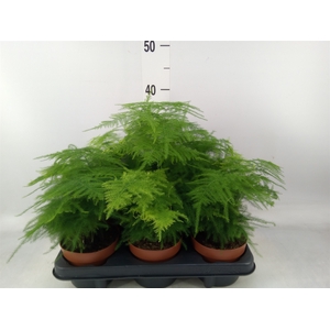 Asparagus setaceus