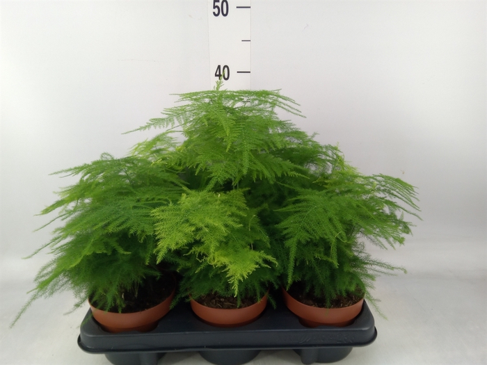 <h4>Asparagus setaceus</h4>