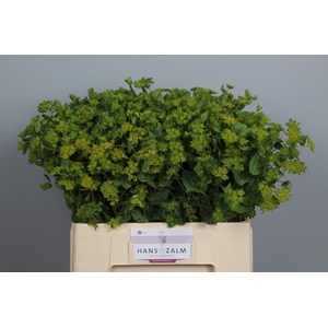 BUPLEURUM ROTUNDIFOL