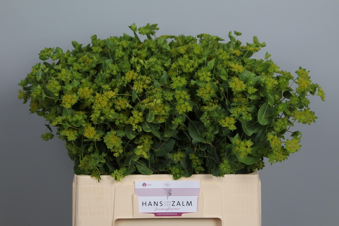 <h4>BUPLEURUM ROTUNDIFOL</h4>