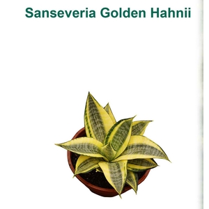 SANSEVIERIA GOLDEN HAHNII P11