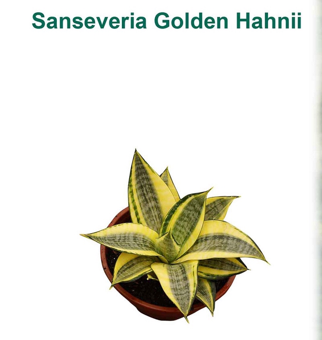 SANSEVIERIA GOLDEN HAHNII P11