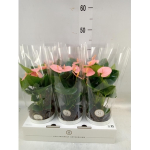 Anthurium andr. 'Spirit'