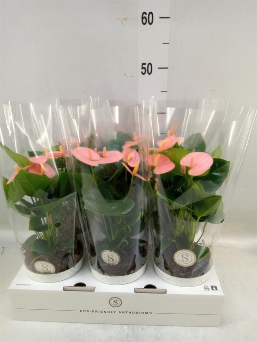 <h4>Anthurium andr. 'Spirit'</h4>