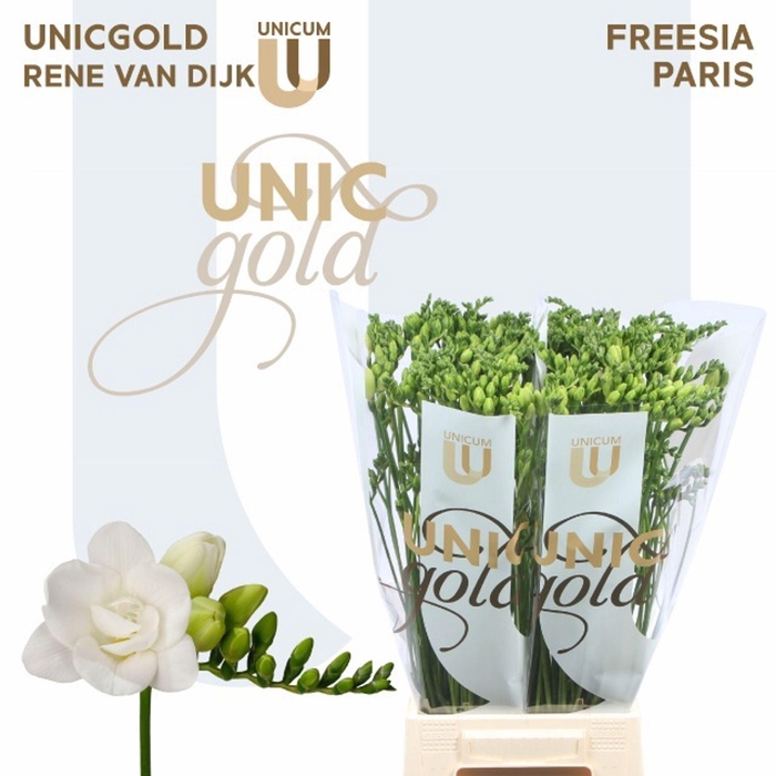 <h4>Freesia dub Paris</h4>