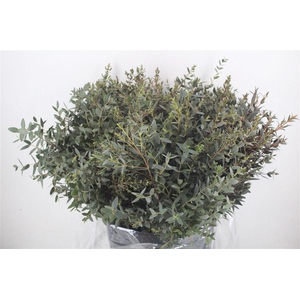 Euca Parvifolia Short 400gr P Bunch