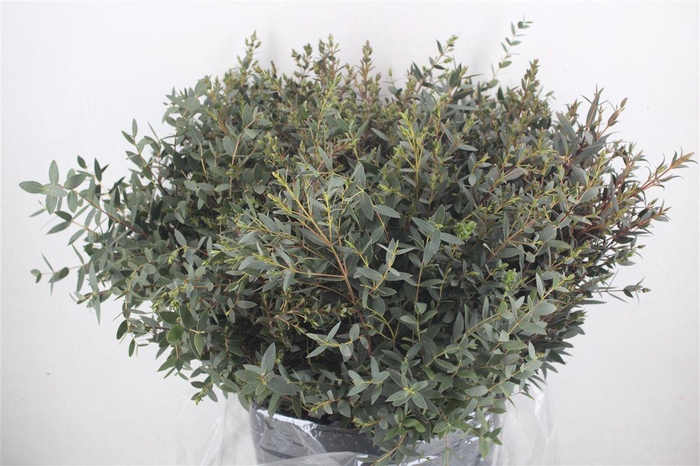 <h4>Euca Parvifolia Short 400gr P Bunch</h4>