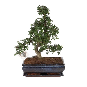 Bonsai 'Zelkova parv.' in ø30cm Ceramic S-Shape with Saucer
