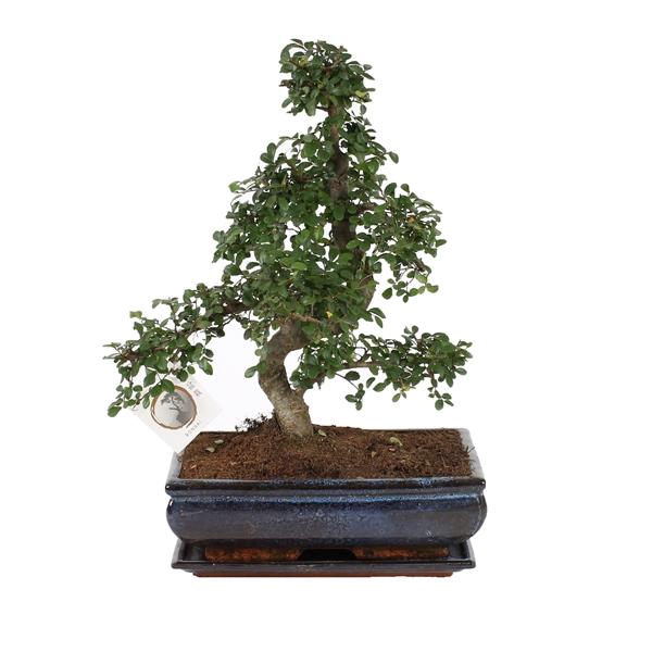 <h4>Bonsai 'Zelkova parv.' in ø30cm Ceramic S-Shape with Saucer</h4>