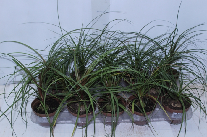 <h4>BEAUCARNEA RECURVATA P11</h4>