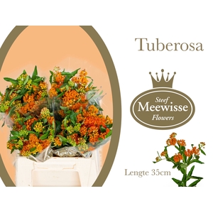 Asclepias Tuberosa