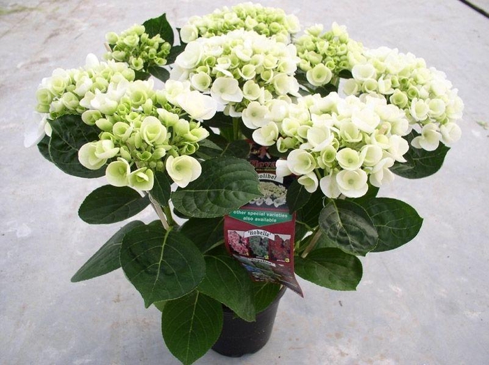 <h4>Hydrangea Hovaria Holibel</h4>