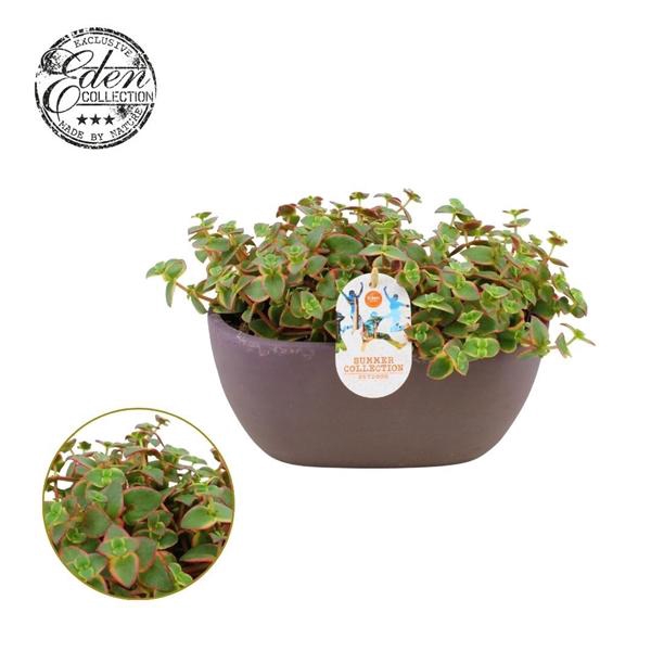 <h4>Crassula Pellucide varie 25cm Summer Collection</h4>