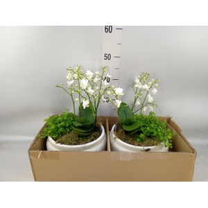 Arr.   Kamerplant Groen H%
