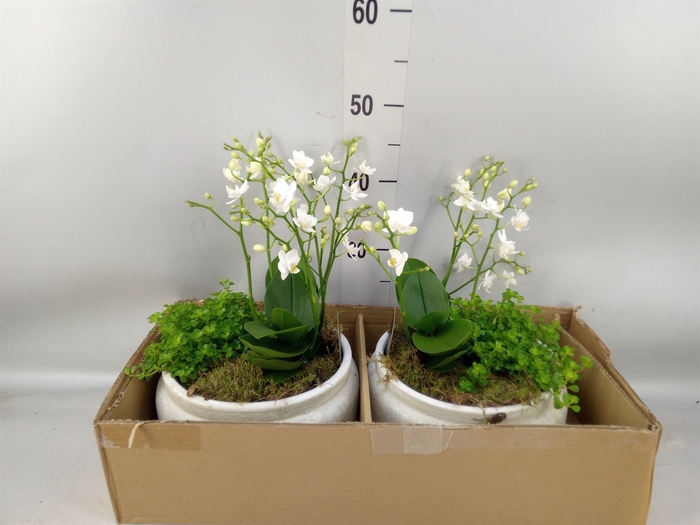 <h4>Arr.   Kamerplant Groen H%</h4>