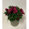 Alstroemeria Inca Collection (gemengd)