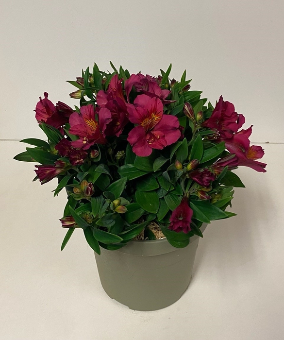 Alstroemeria Inca Collection (gemengd)