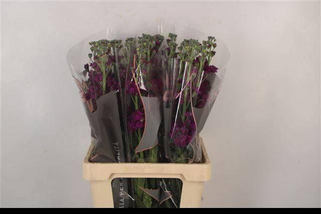 <h4>MATTH PHANT PURPLE</h4>