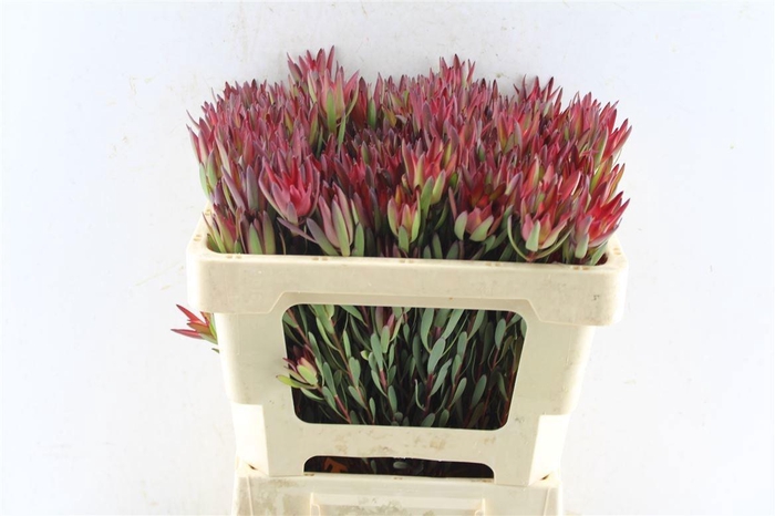 <h4>LEUCAD SAL BLUSH</h4>