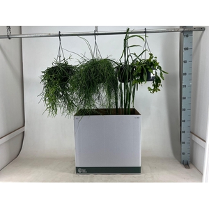 RHIPSALIS GEM