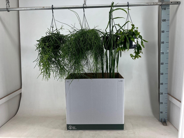 RHIPSALIS GEM