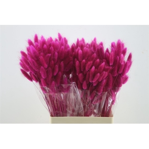 Lagurus Magenta 50 Gram