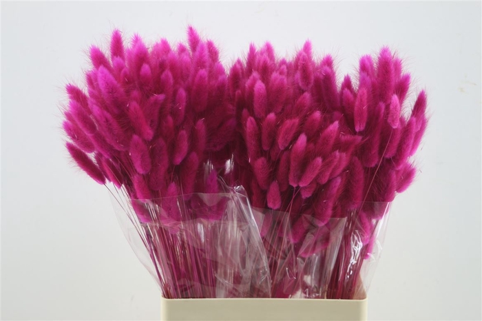 <h4>Lagurus Magenta 50 Gram</h4>