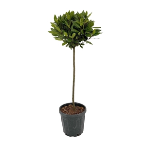 Laurus nobilis Bol op stam