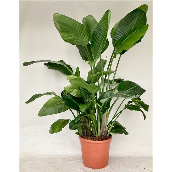 <h4>Strelitzia Nicolai P35</h4>