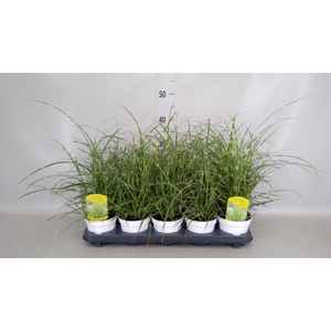 Miscanthus sin. 'Strictus'