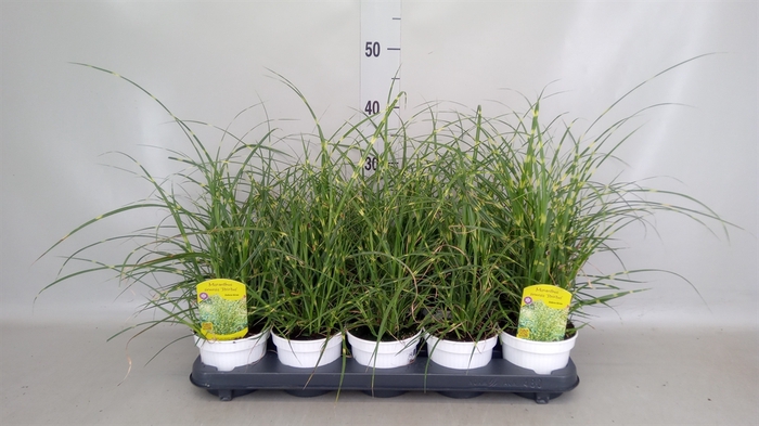 <h4>Miscanthus sin. 'Strictus'</h4>