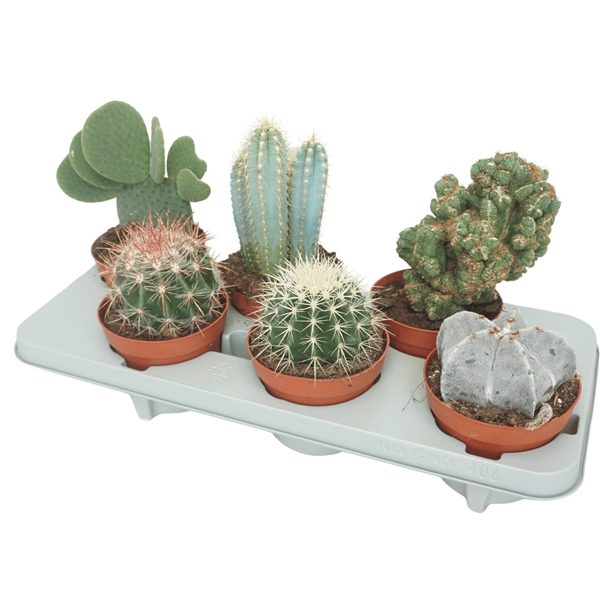 <h4>Cactus mix 13 cm</h4>