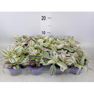 Tradescantia ...