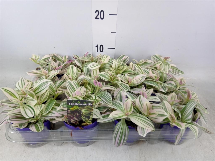 <h4>Tradescantia ...</h4>