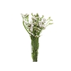 STATICE SINZII WHITE 080 CM