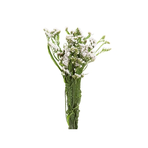 STATICE SINZII WHITE 080 CM